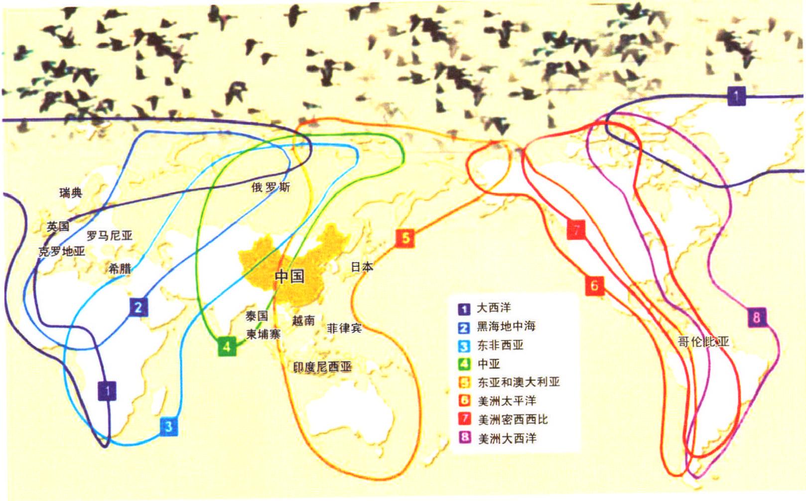 全球候鳥遷徙路線圖(二)